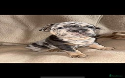 French Bulldog dogs for sale: Only 3 boys left, 5⭐️KC frenchies carrying fluffy  - Image 4
