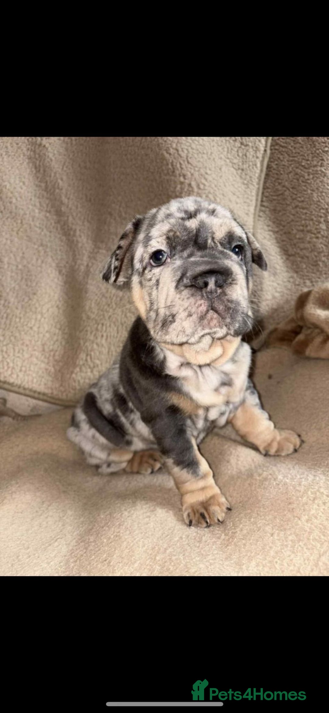 French Bulldog dogs for sale: Only 3 boys left, 5⭐️KC frenchies carrying fluffy  - Image 4