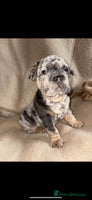 French Bulldog dogs - Advert 9