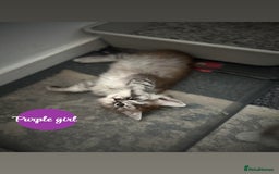 Maine Coon cats for sale: Mainecoon - Image 2
