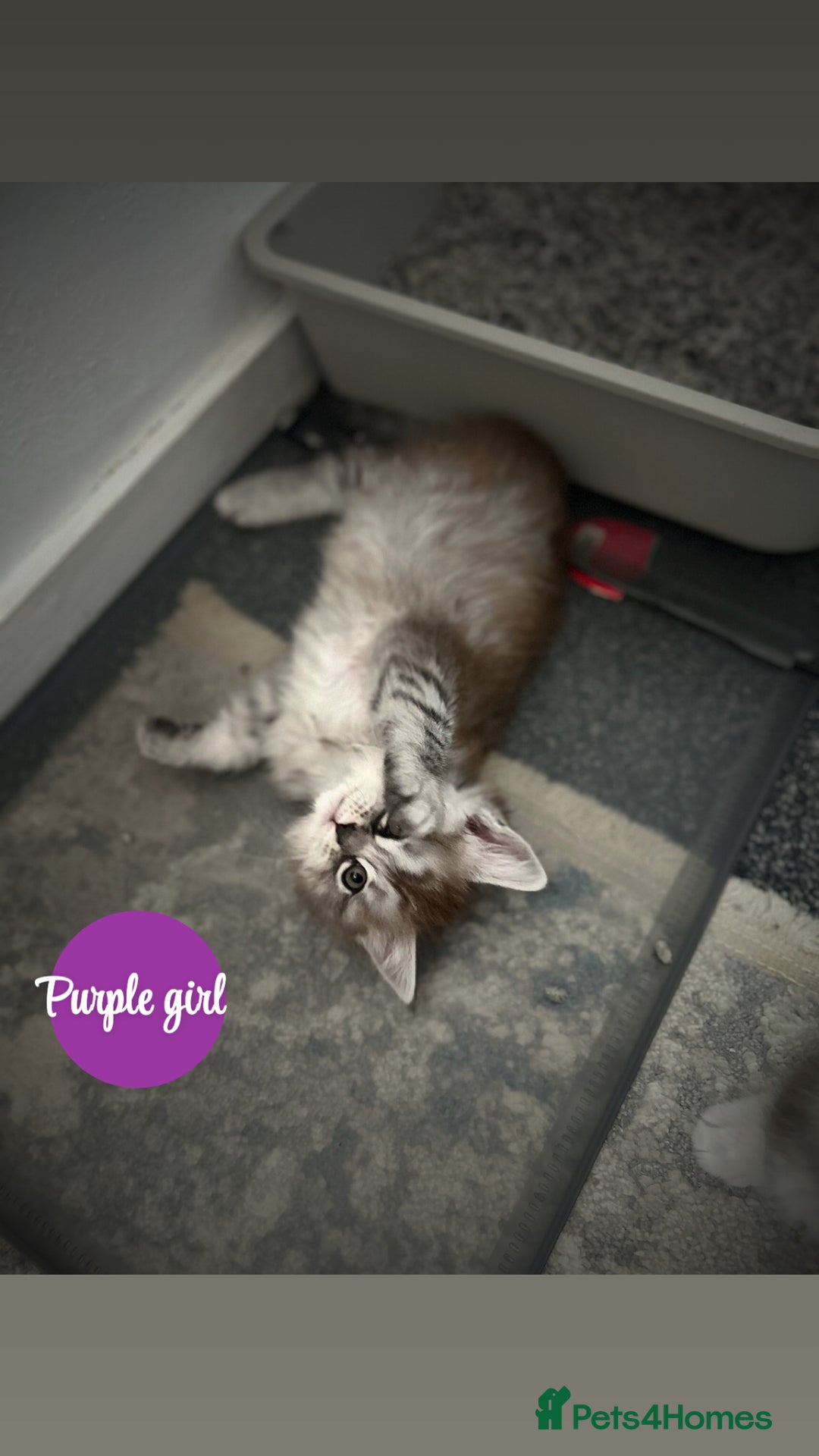 Maine Coon cats for sale: Mainecoon - Image 2