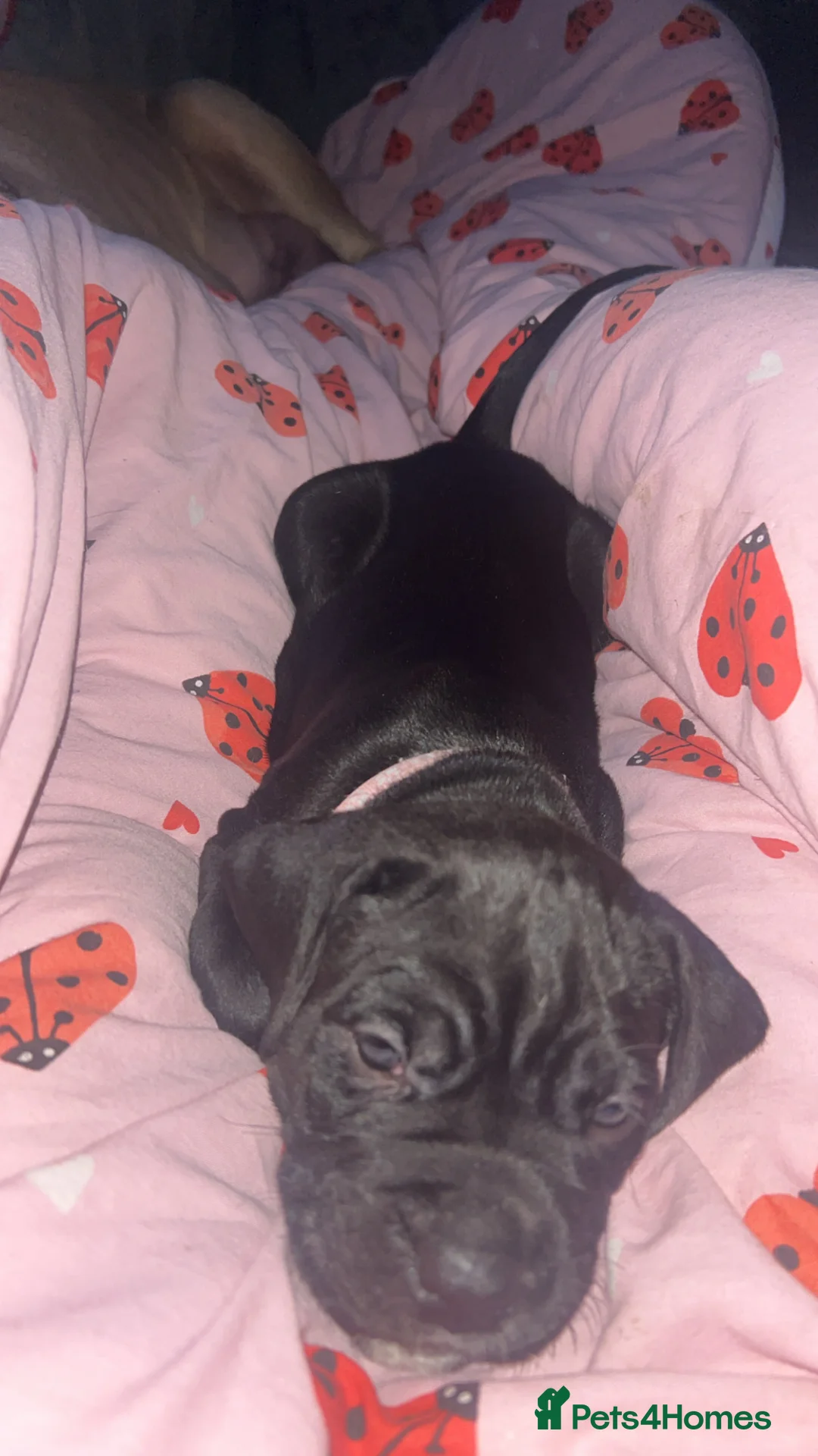 Mixed Breed dogs for sale: Presa canrio/ cane corso   in Wakefield - Advert 3