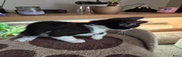 Mixed Breed cats for sale: Kitten looking for loveing home  - Advert 3