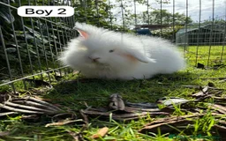 English rabbits for sale: Hand raised English bunny’s  - Image 2