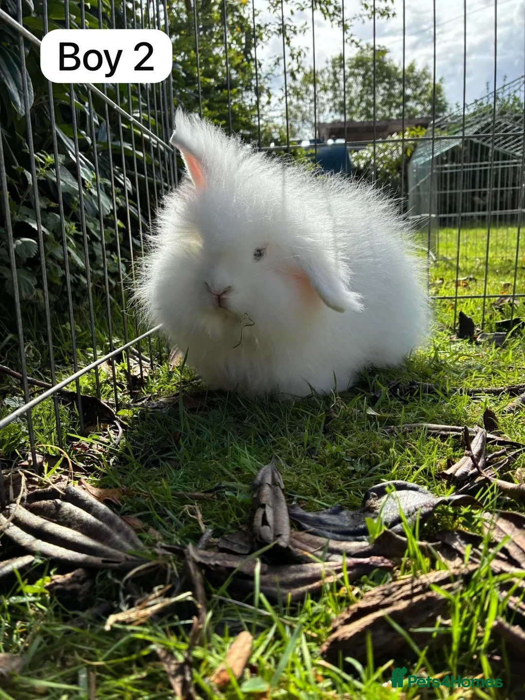 English rabbits for sale: Hand raised English bunny’s  - Image 2