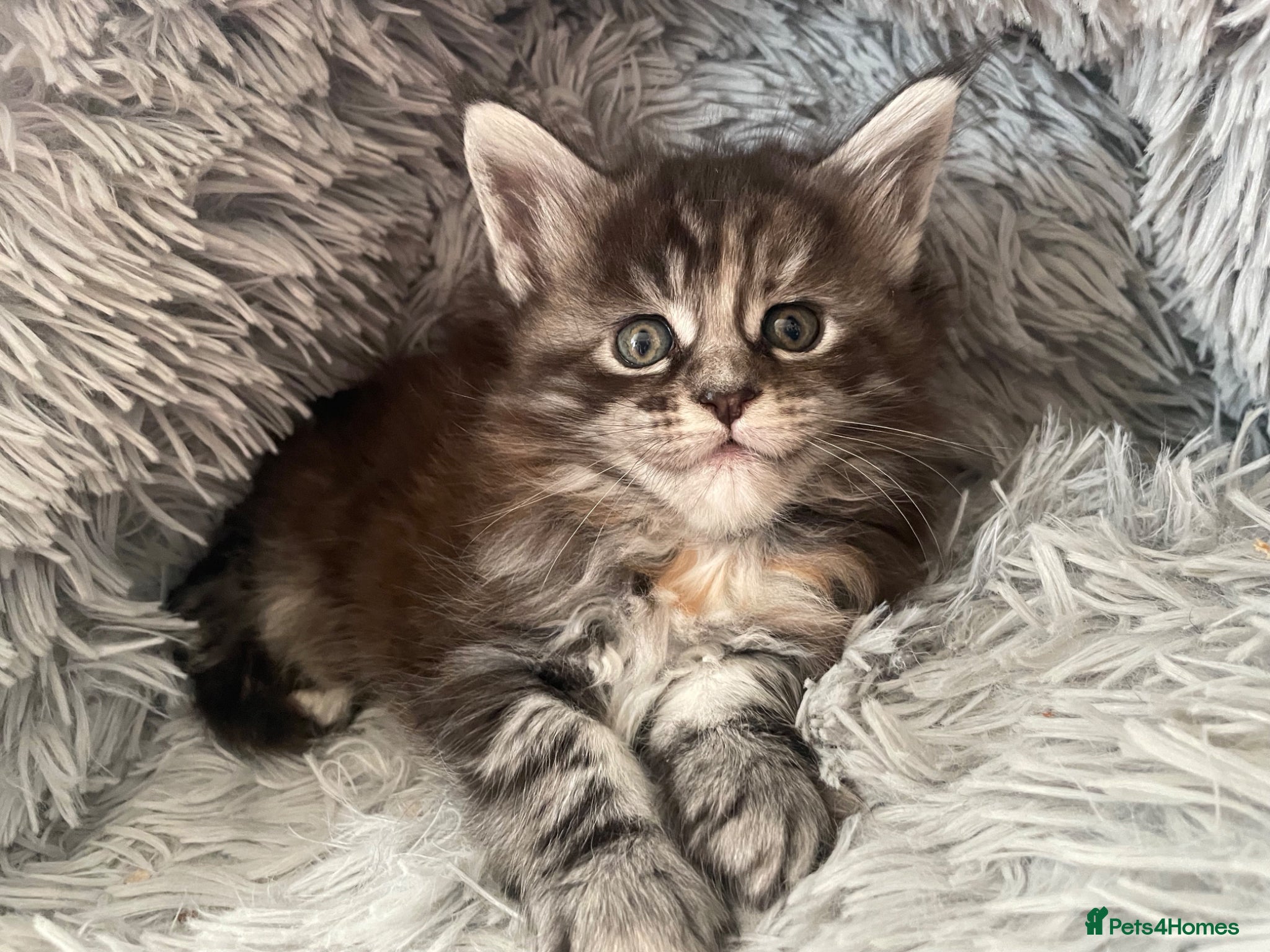 Maine Coon cats Adorable Maine Coon Kittens  - Advert 17