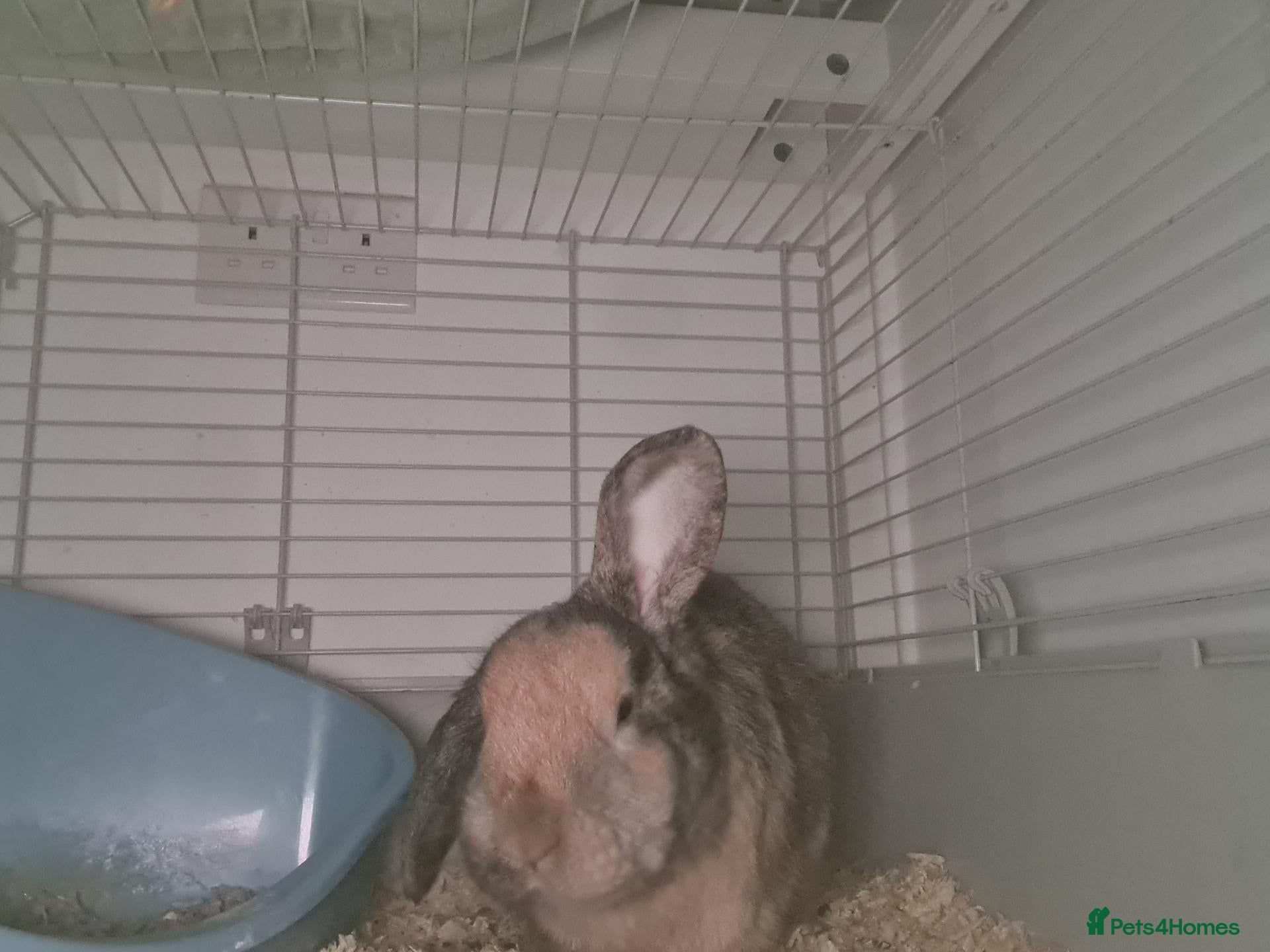 Mixed Breed rabbits for sale: Rabbit- cherub - Advert 1