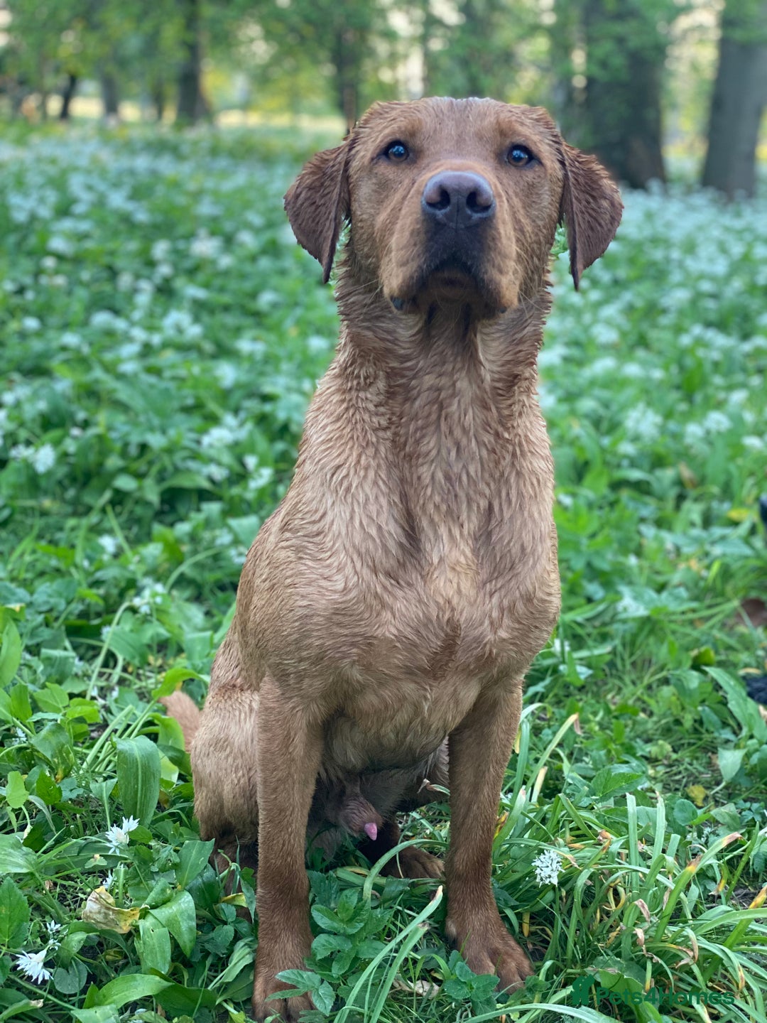Labrador Retriever dogs for stud: Fox Red Labrador available at stud  - Image 2