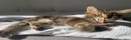 Mixed Breed cats for sale: READY TO GO !!!Mixed Main Coon kittens  - Advert 8