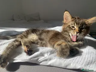 Mixed Breed cats Mixed Main Coon kittens - Advert 13