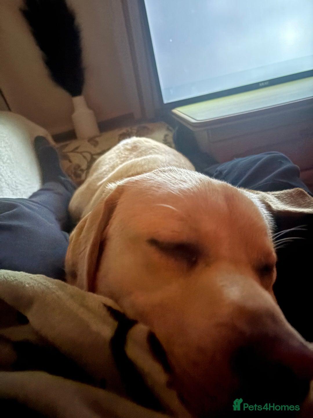 Labrador Retriever dogs for sale: Arlo 10 month old lab  - Advert 1