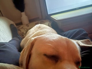 Labrador Retriever dogs Arlo 10 month old lab - Advert 1