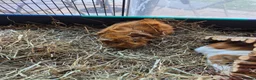 Guinea Pig rodents for sale: Two female Guinea Pigs for sale - Advert 8