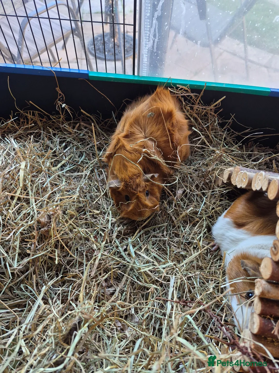 Guinea Pig rodents for sale: Two female Guinea Pigs for sale - Advert 8