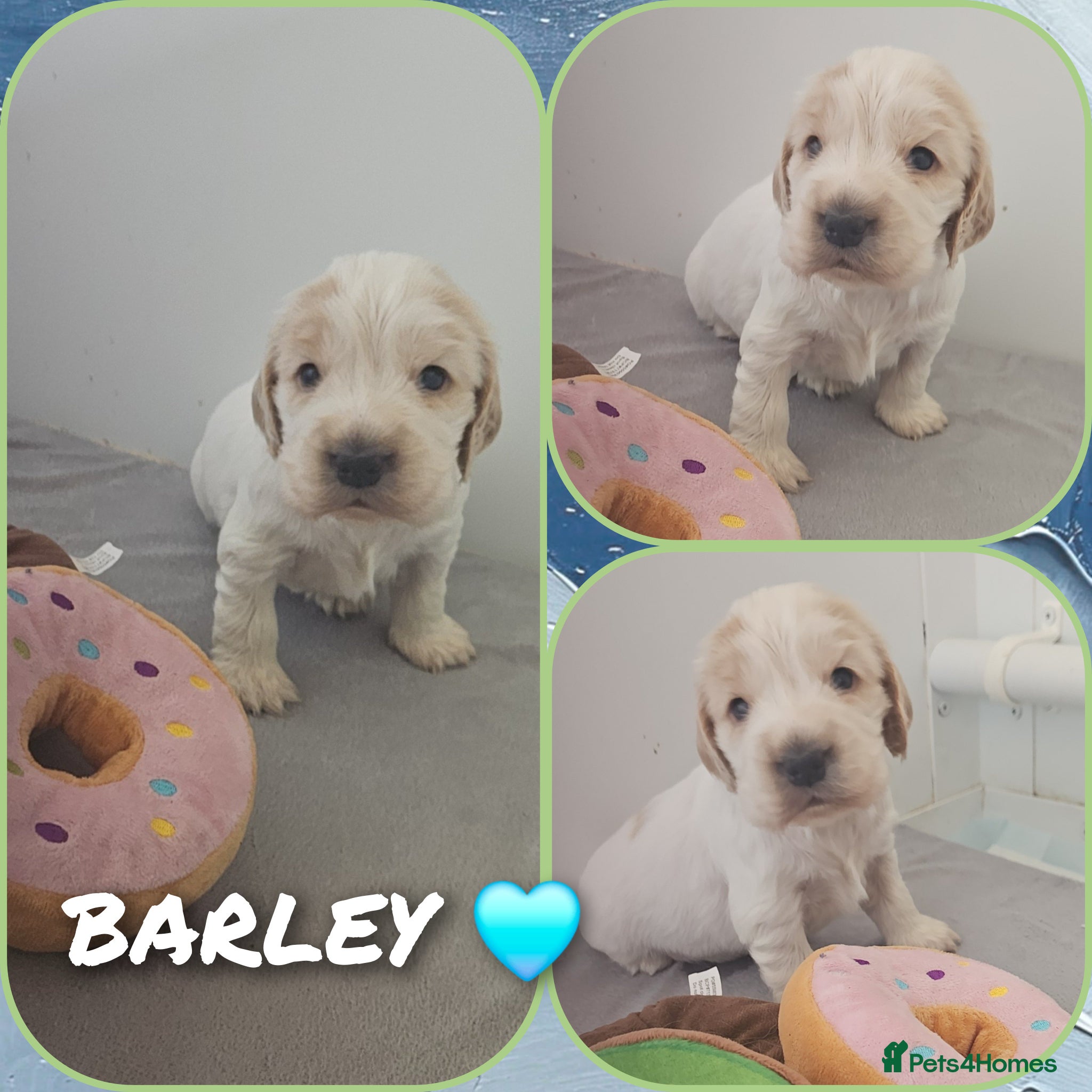 Cocker Spaniel dogs Unbelievable show type cocker spaniel babies  - Advert 14