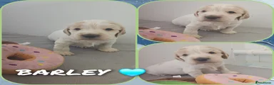 Cocker Spaniel Puppy 2