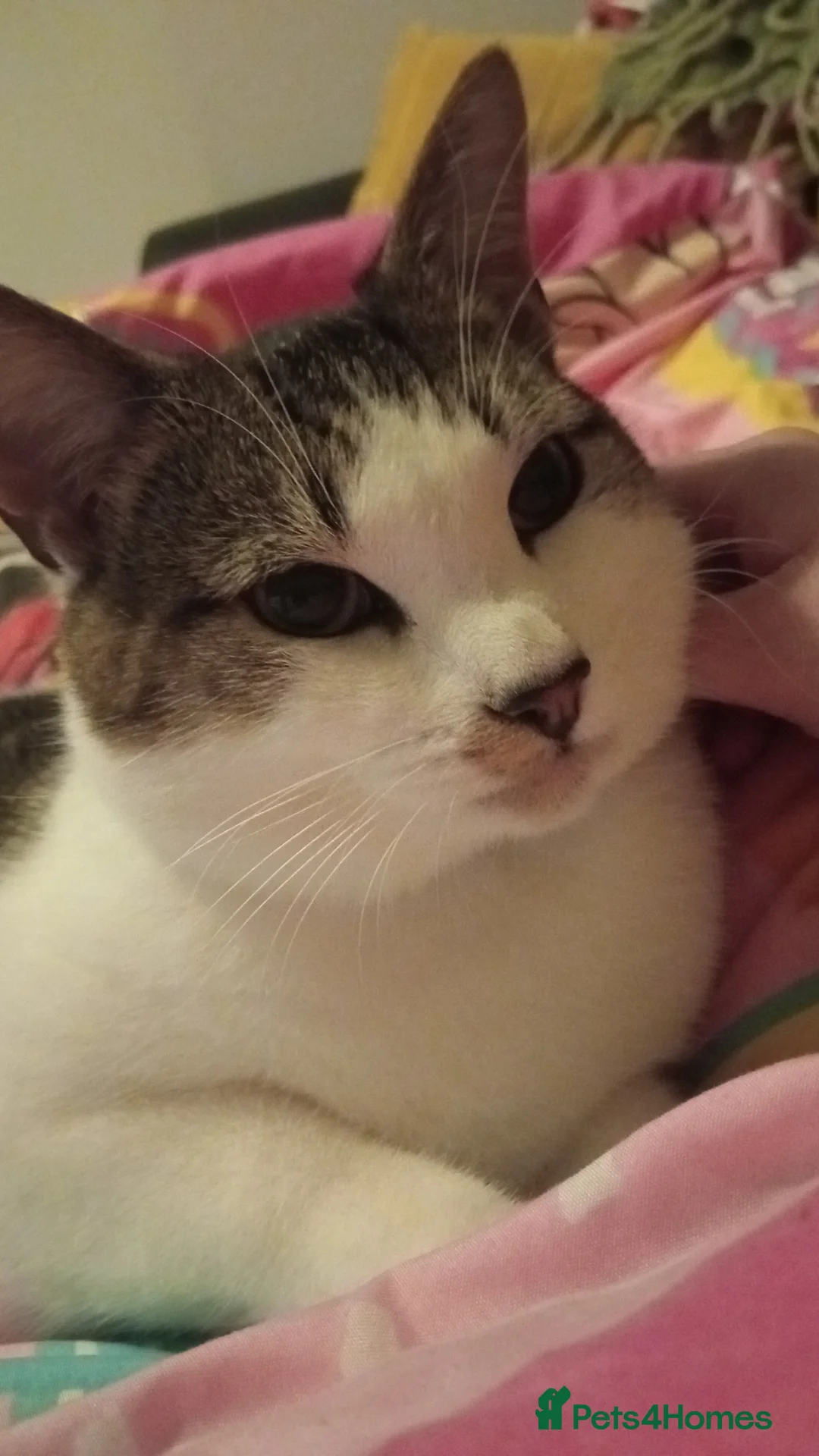 Mixed Breed cats for sale: Male domestic breed cat in Barrow-in-Furness - Advert 1