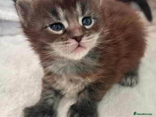 Maine Coon cats Polydactyl Maine Coon Kittens! - Advert 3