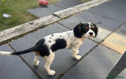 Cavalier King Charles Spaniel dogs for sale: Beautiful Cavalier King Charles Spaniel Puppy, F - Image 1