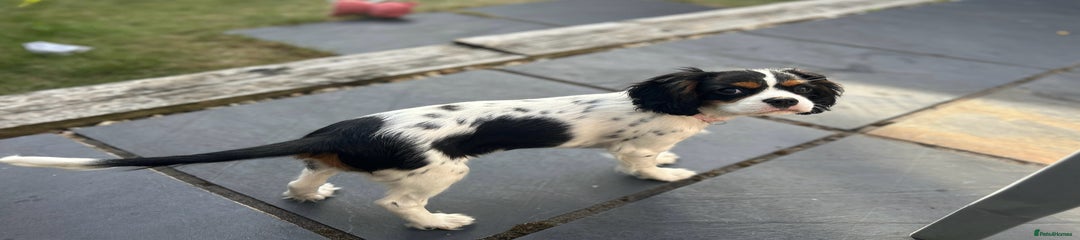 Cavalier King Charles Spaniel Puppy 