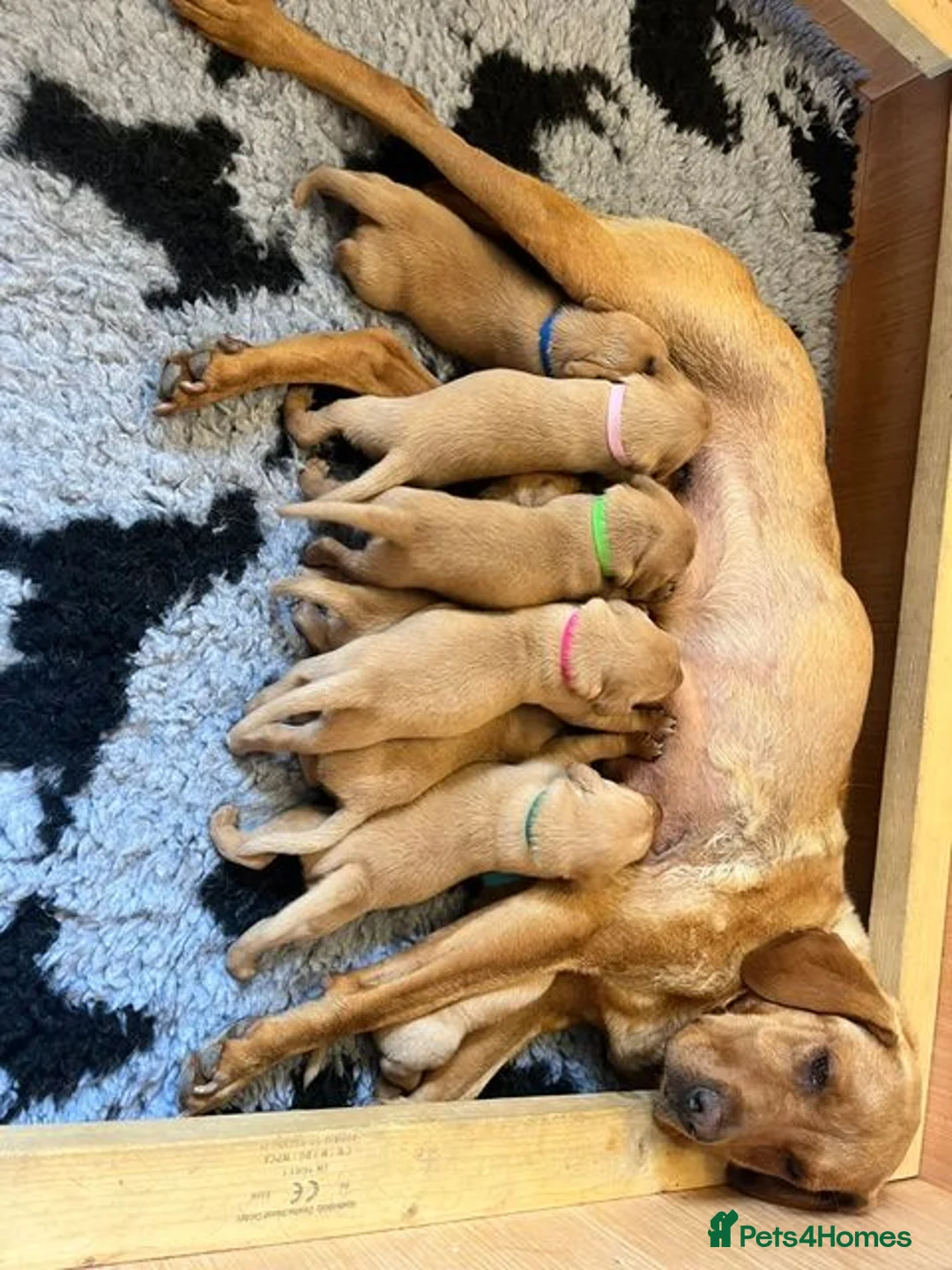 Labrador Retriever dogs for sale: KC registered Fox Red Labrador Puppies in Whitchurch - Advert 23