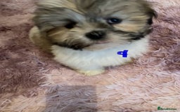 Lhasa Apso dogs for sale: Lhasa Apso Puppies 🐶  - Image 20
