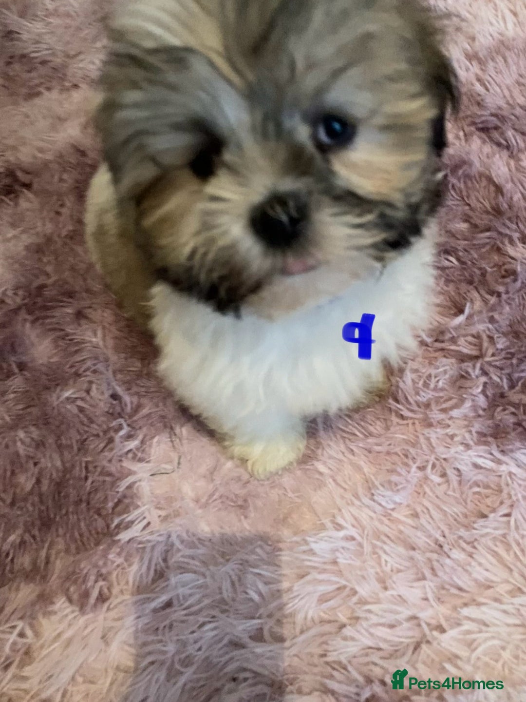 Lhasa Apso dogs for sale: Lhasa Apso Puppies 🐶  - Image 20