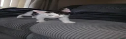 Mixed Breed cats for sale: Two female kittens  - Advert 4