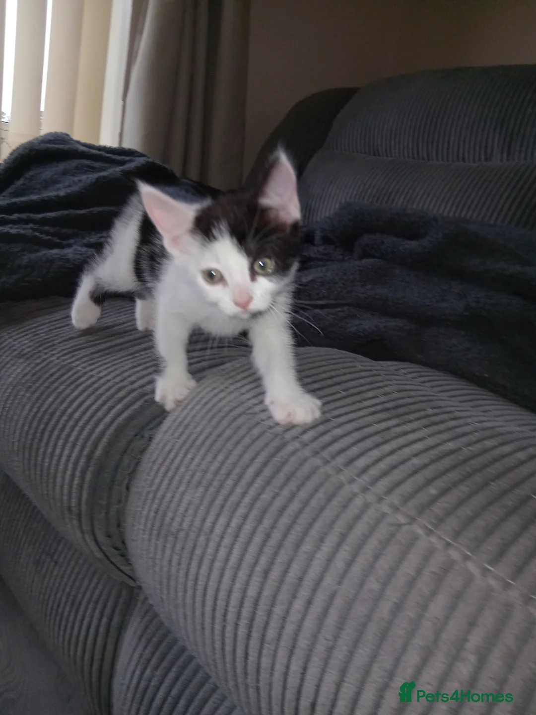 Mixed Breed cats for sale: Two female kittens  - Advert 4