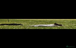 English Springer Spaniel dogs for sale: 2 male english springer pups - Image 8