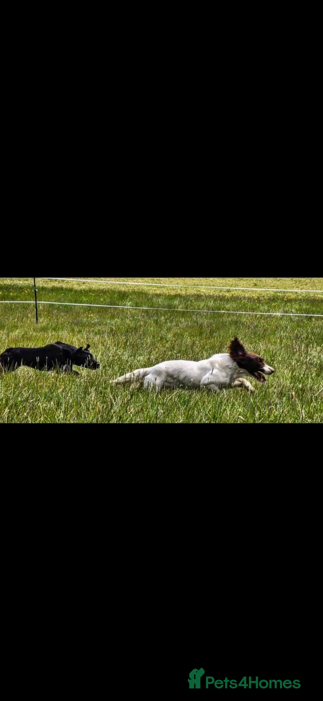 English Springer Spaniel dogs for sale: 2 male english springer pups - Image 8
