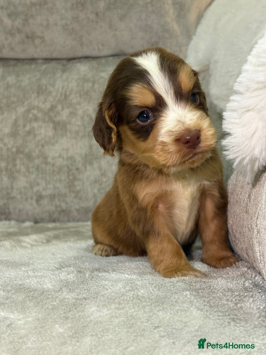Cocker Spaniel dogs for sale: Stunning cocker spaniel puppies - Advert 24