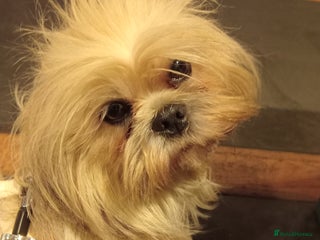 Mixed Breed dogs Adorable Maltese/Lhasa Apso puppies - Advert 1