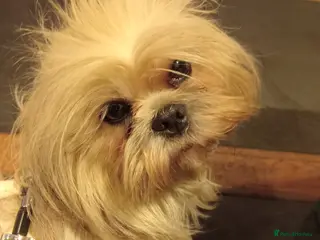 Mixed Breed dogs Adorable Maltese/Lhasa Apso puppies - Advert 1