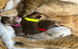 British Shorthair cats for sale: Chunky British shorthair  - Advert 7