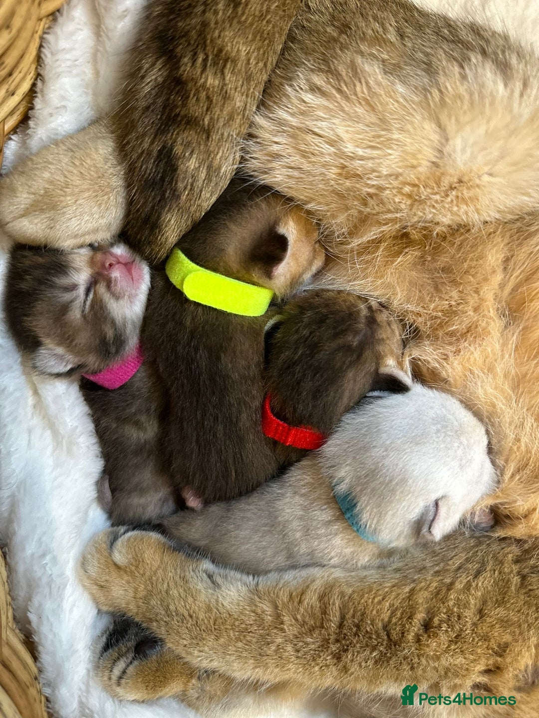 British Shorthair cats for sale: Chunky British shorthair  - Advert 7