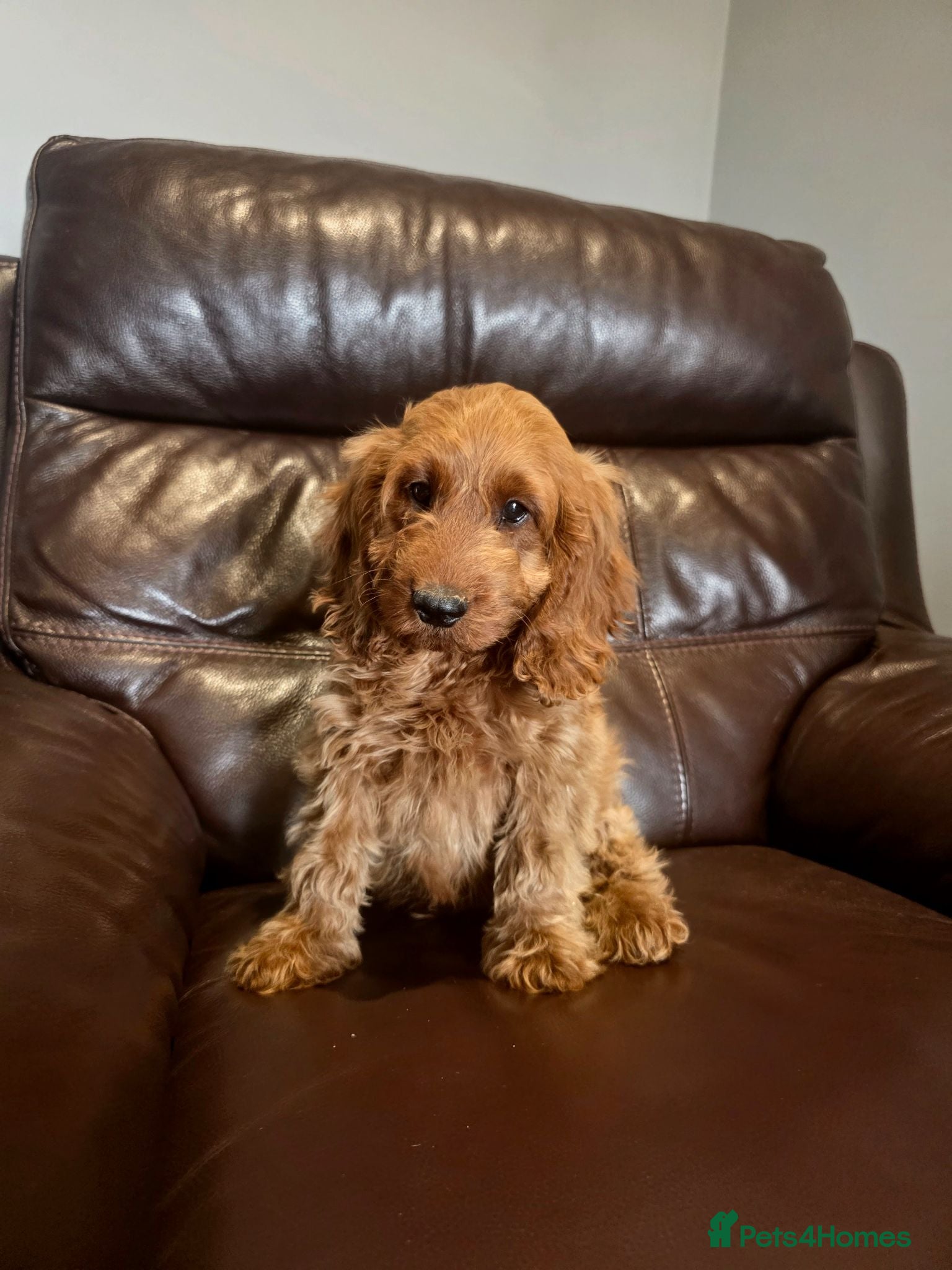 Cockapoo dogs **  1 left ** 7 Adorable F1 Cockapoo pups ♥️🐕🐾 - Advert 1