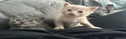 British Shorthair cats for sale: Stunning British short hair kittens - Advert 8
