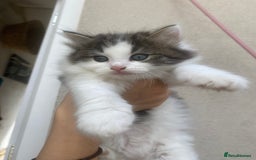 RagaMuffin cats for sale: Beautiful ragdoll x kittens 1 LEFT READY NOW - Image 26
