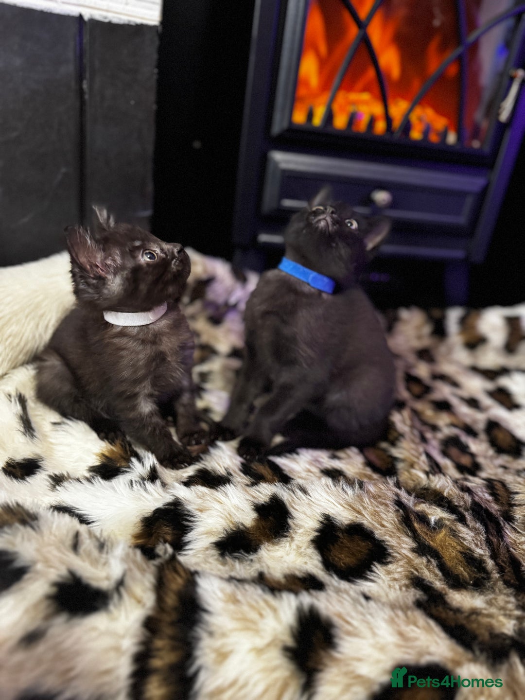 Egyptian Mau cats for sale: Smoke Egyptian MAU x Bengal spotted&marble kittens - Image 24