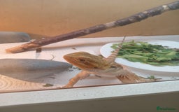 Bearded Dragon reptiles for sale: Beautiful baby is looking for forever home  - Image 7