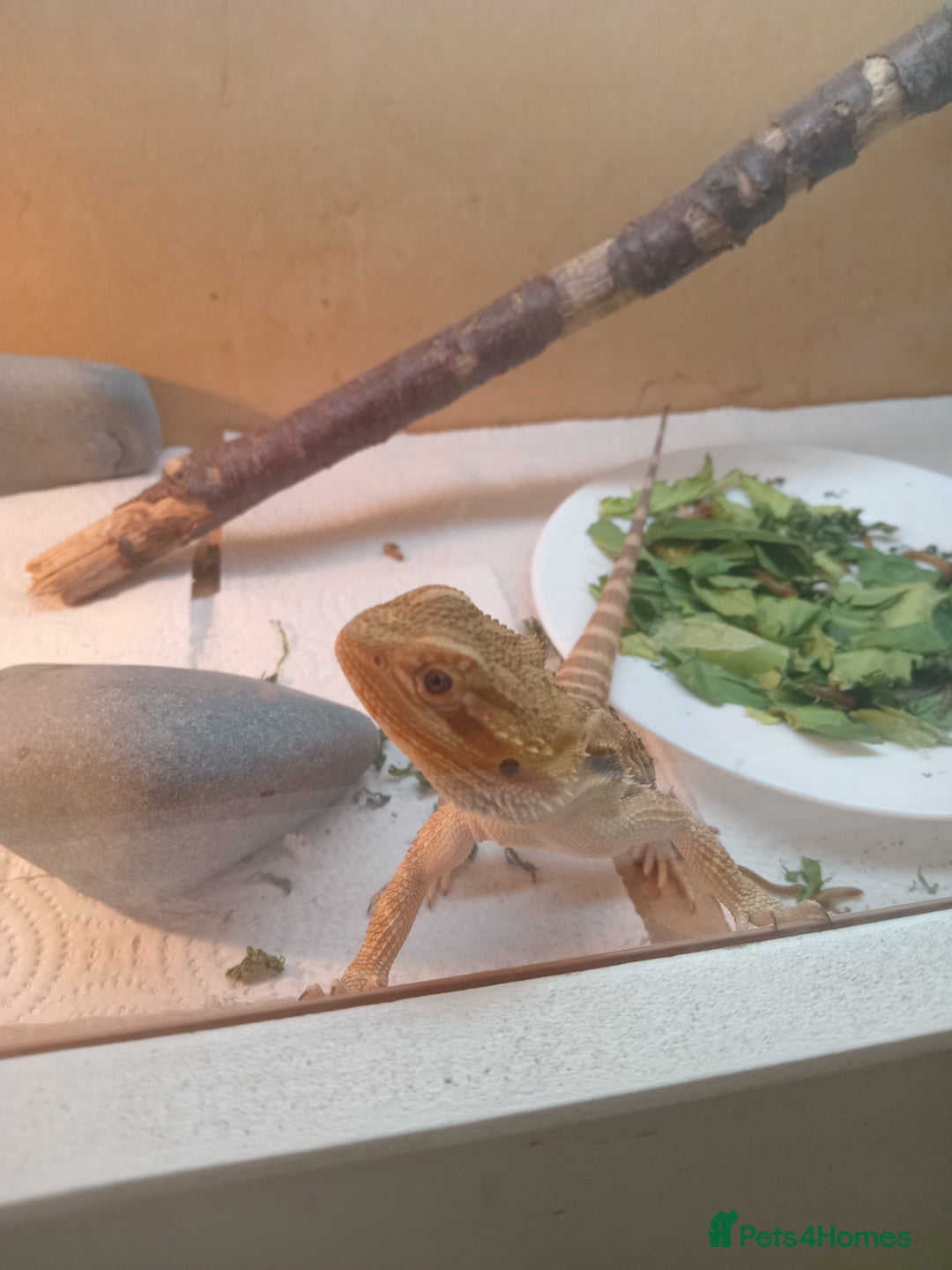 Bearded Dragon reptiles for sale: Beautiful baby is looking for forever home  - Image 7