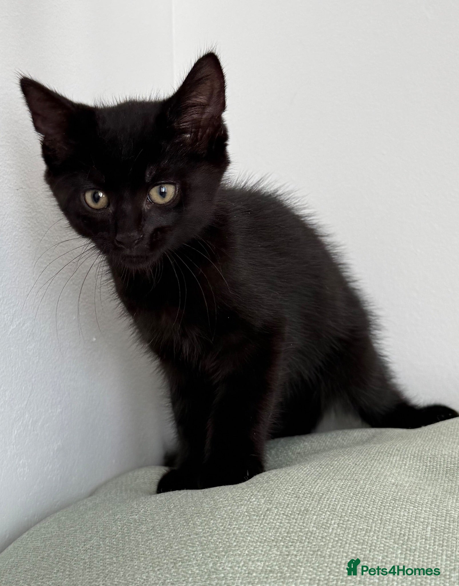 Mixed Breed cats Pudding, black male kitten with stripes.  - Advert 6