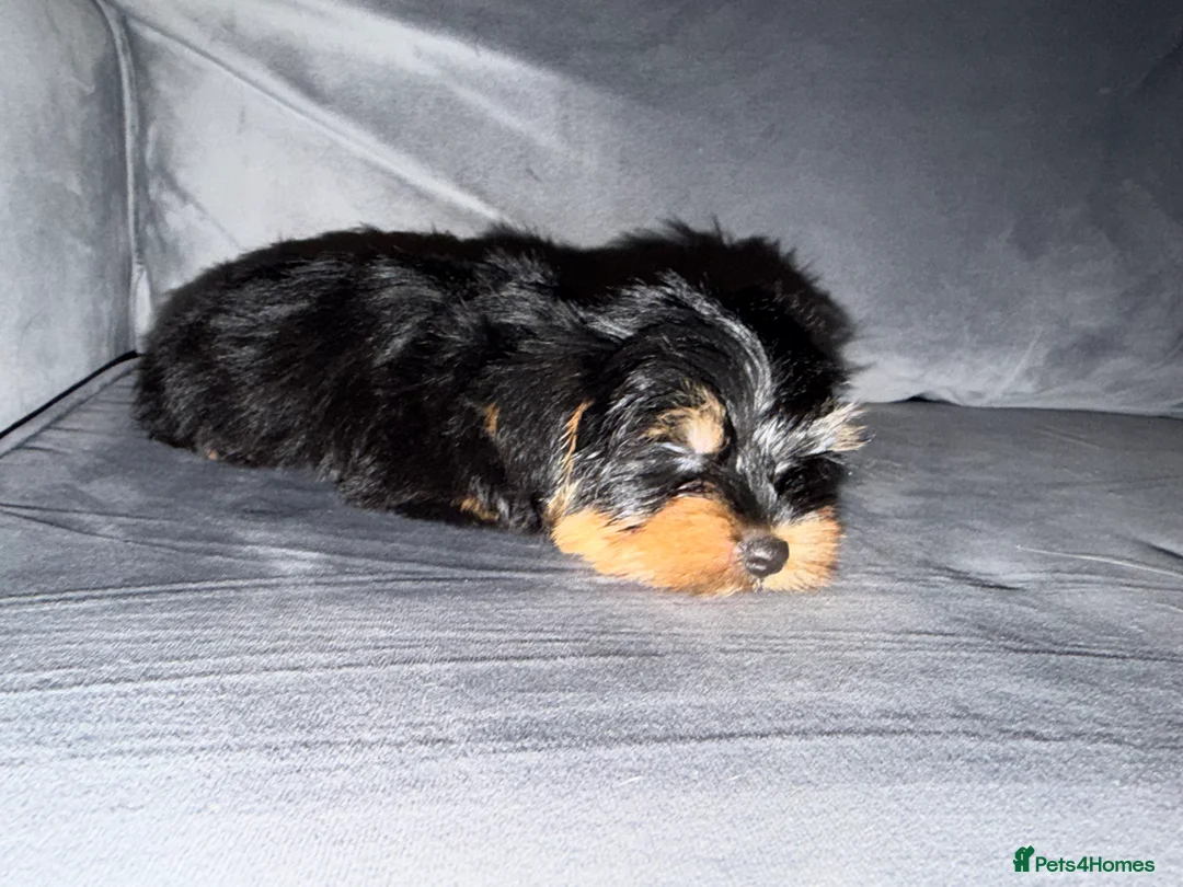Yorkshire Terrier dogs for sale: 🌸 Stunning Yorkshire terrier puppies available 🌸 - Advert 7