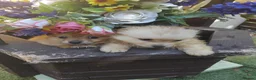 Pomeranian dogs for sale: Stunning palmeranian puppies for sale 8 weeks old. - Advert 5