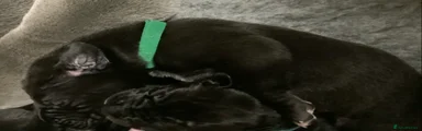 Great Dane Puppy 3 (Jeremiah) Green collar.