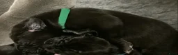 Great Dane dogs for sale: Great Dane puppies for sale - Advert 21