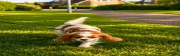 Cavalier King Charles Spaniel dogs for sale: Beautiful KC reg 1 year old girl - Advert 10