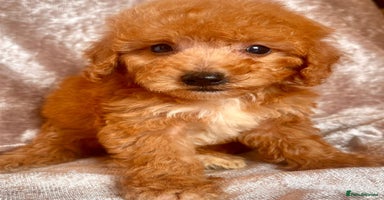 Maltipoo dogs - Advert 1