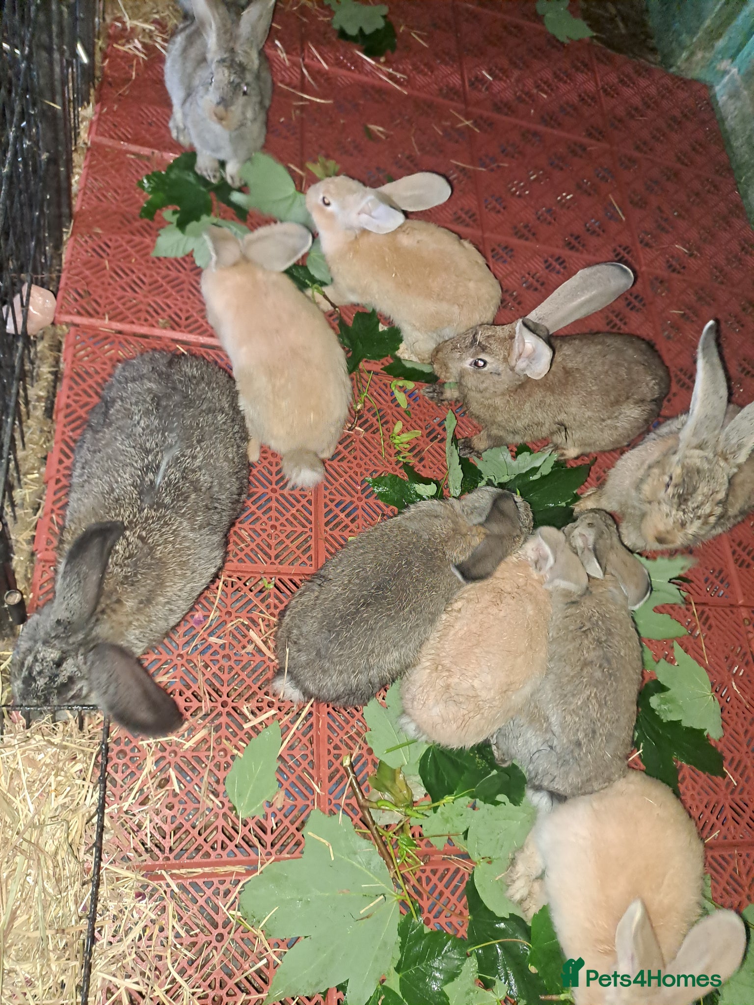Continental Giant rabbits for sale: Pure Giant rabbits - Advert 1